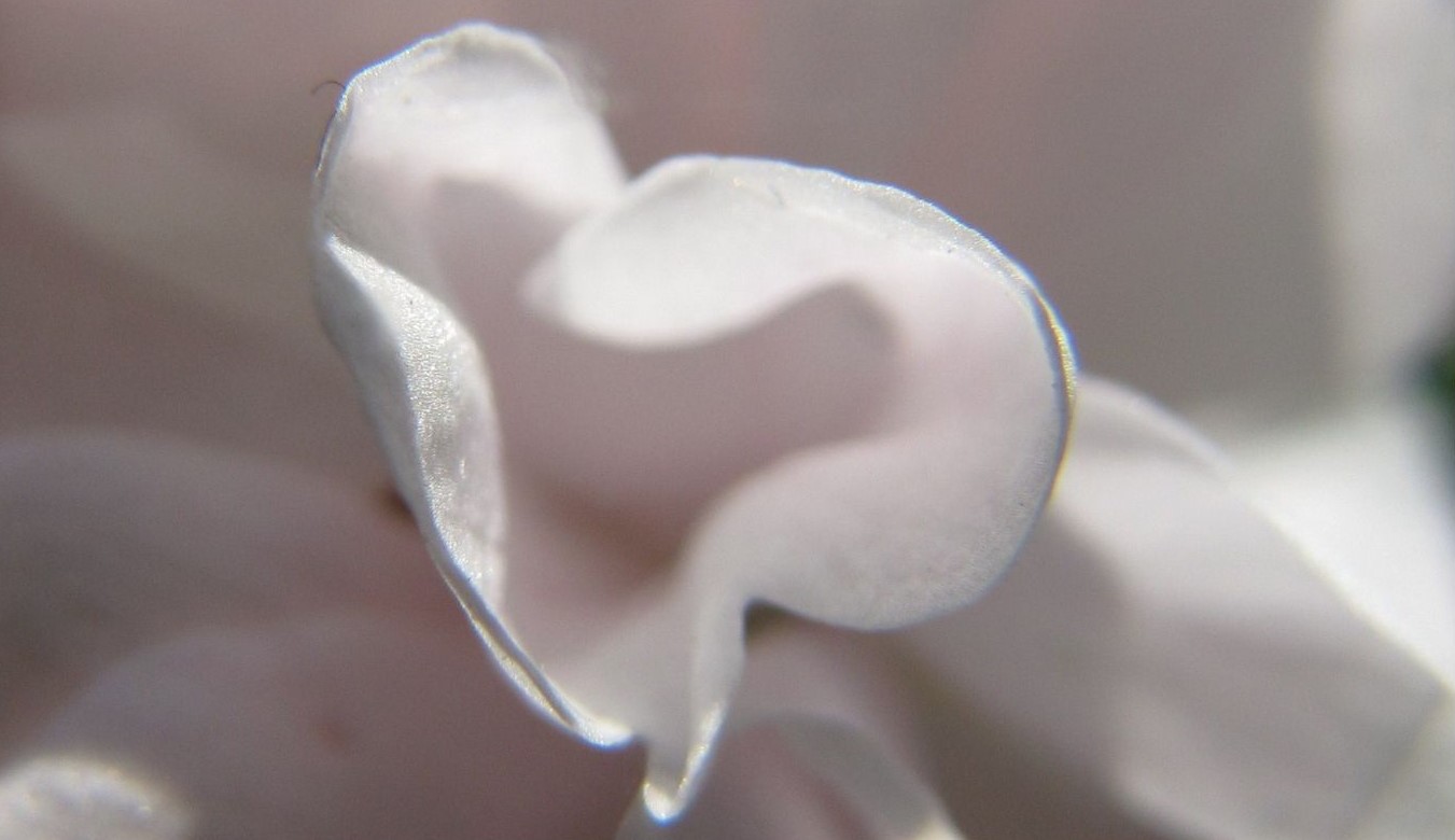 Selfcompassion at elske og nære dig selv